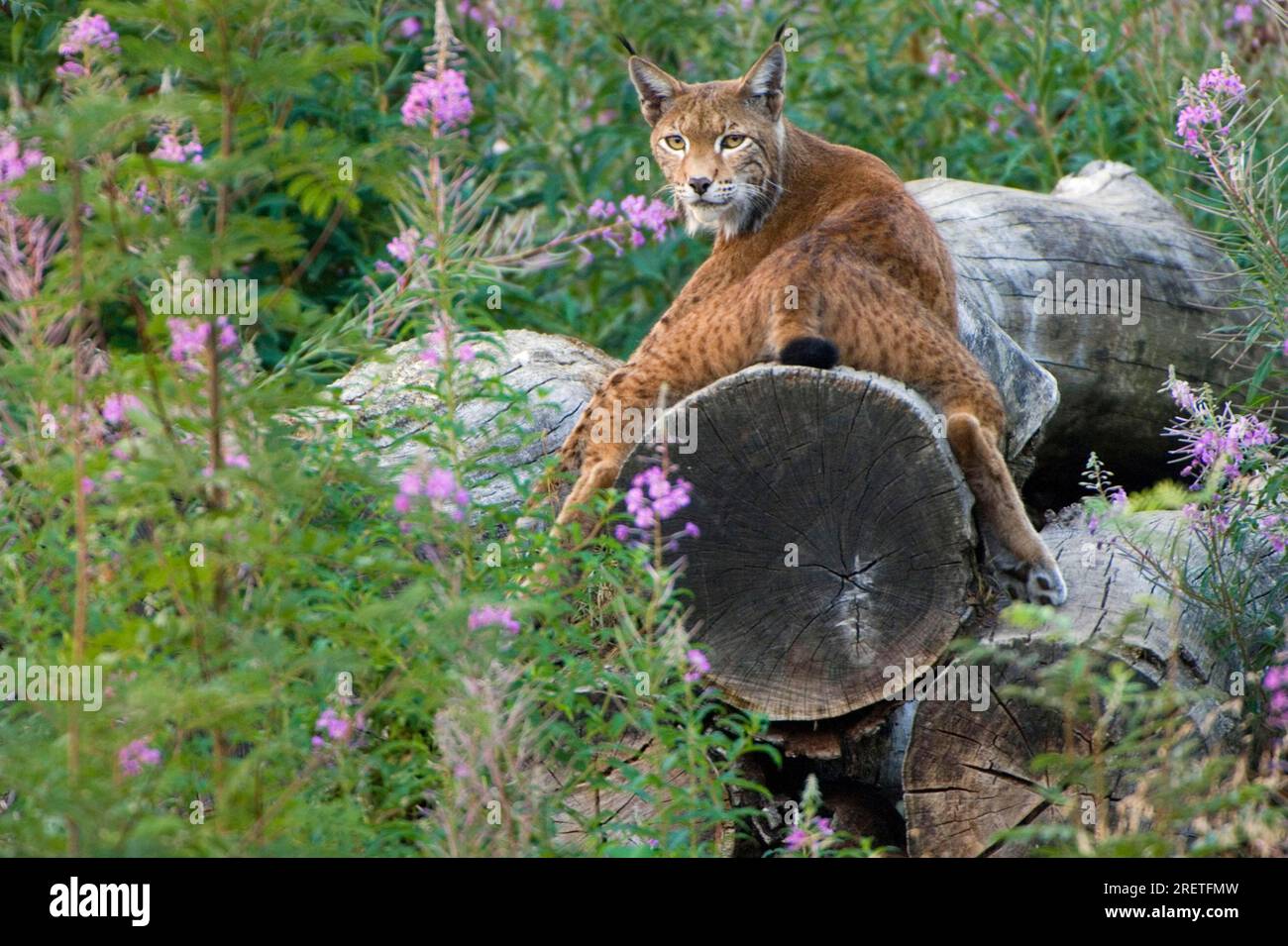 Eurasian lynx (Lynx lynx) Stock Photo