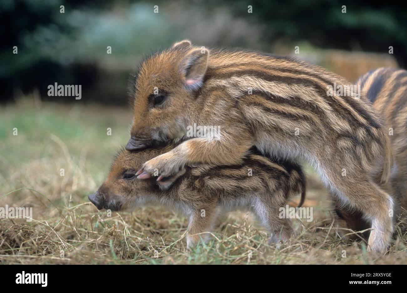 Wild boar (Sus scrofa) Stock Photo