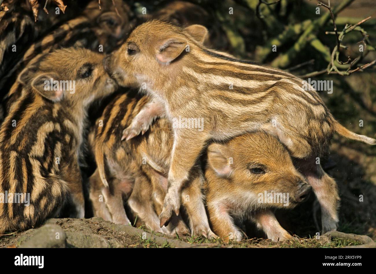 Wild boar (Sus scrofa) Stock Photo