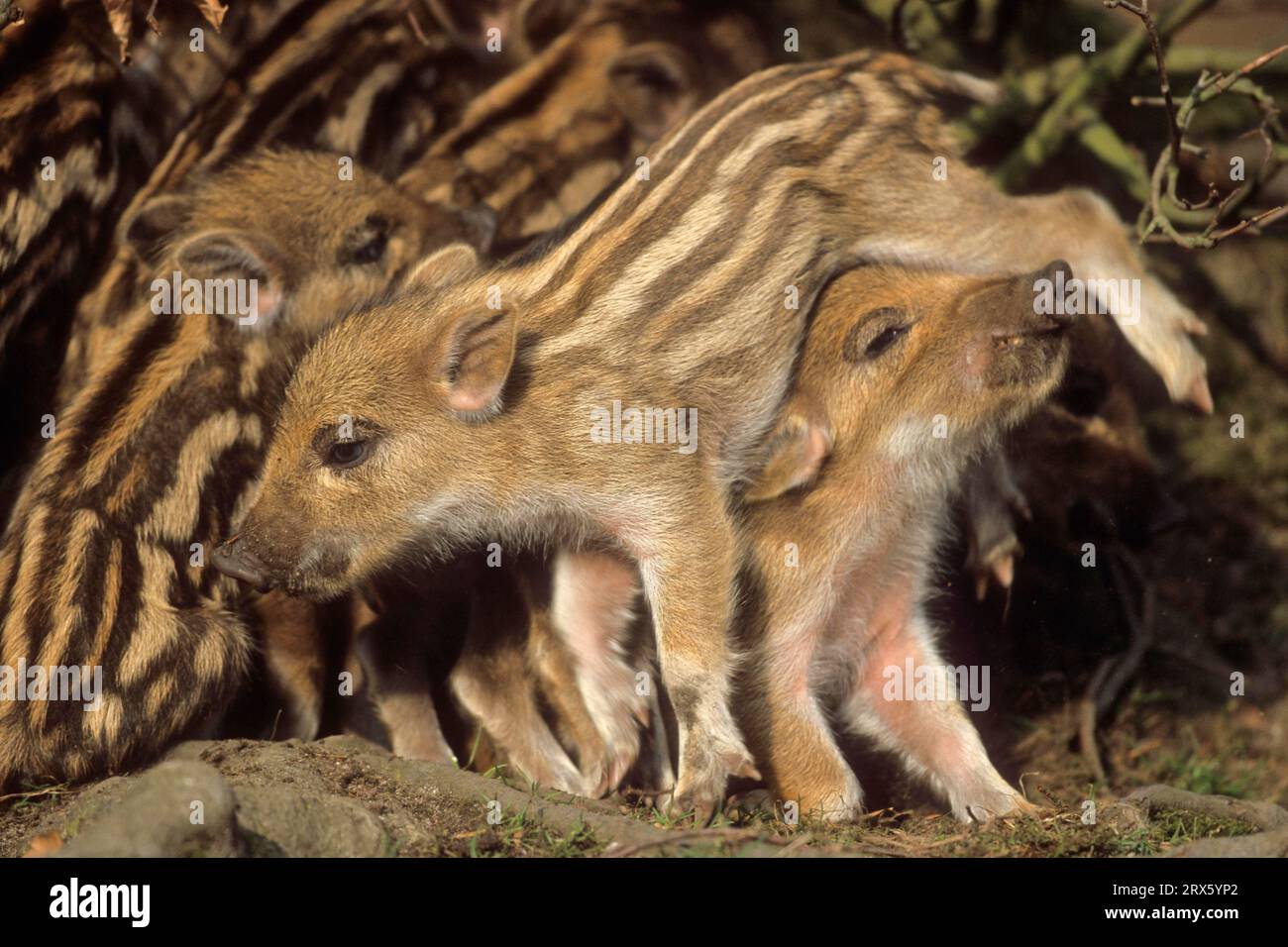 Wild boar (Sus scrofa) Stock Photo