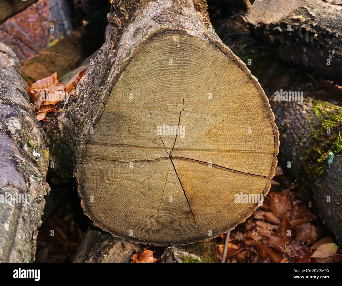 Red oak, tree disc; tree cross section; Stock Photo