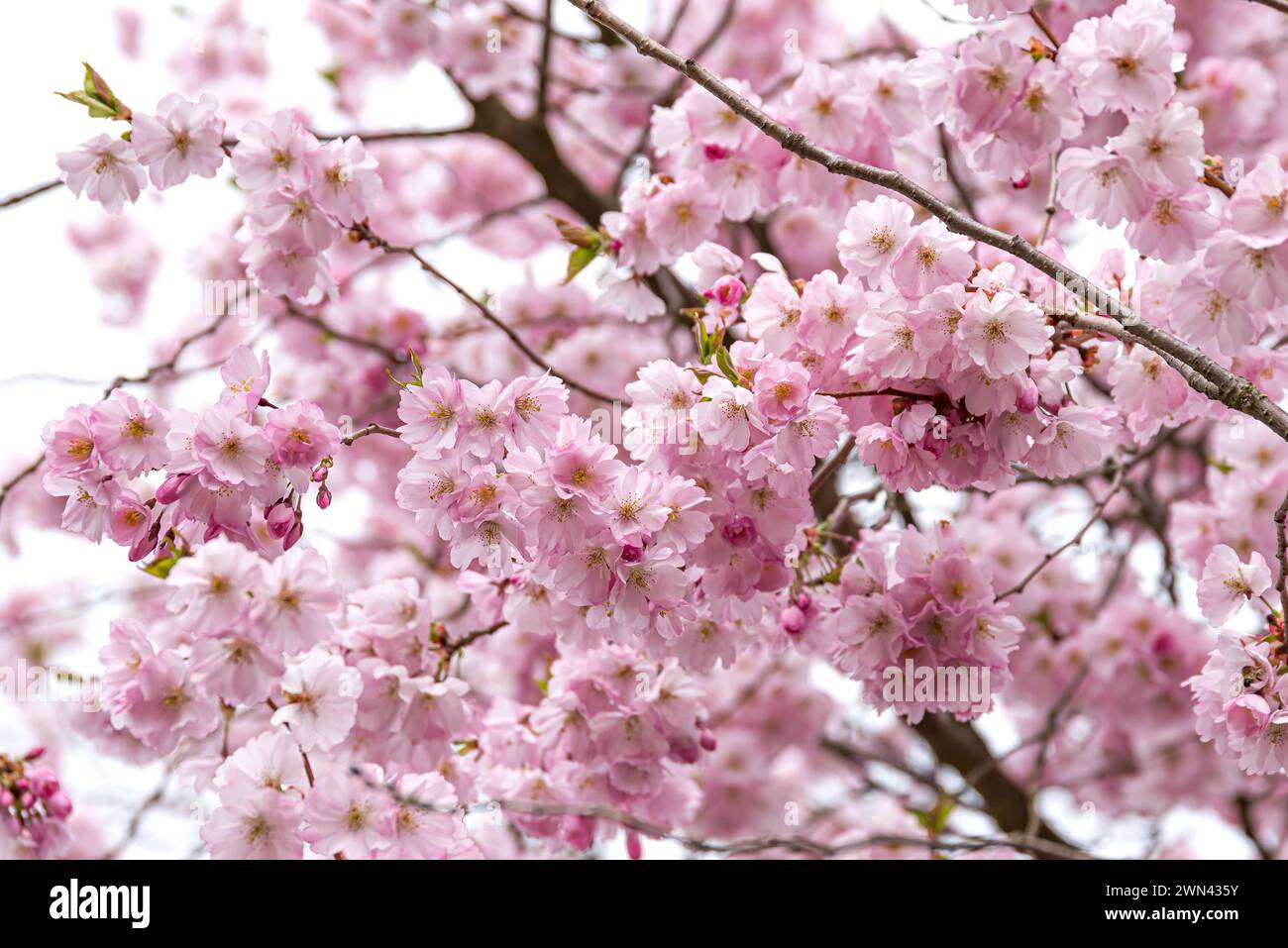 Frühlings-Kirsche (Prunus × subhirtella 'Autumnalis Rosea') Stock Photo