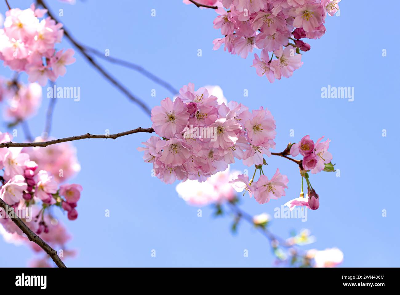 Frühlings-Kirsche (Prunus × subhirtella 'Autumnalis Rosea') Stock Photo