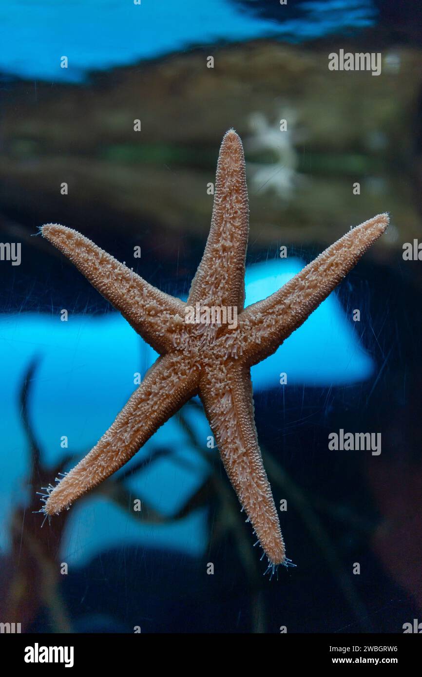 Underside of a starfish Stock Photo