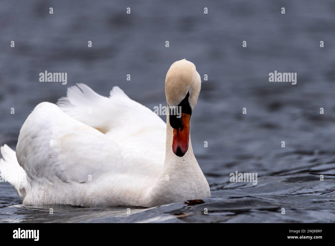 Adult Mute Swan playing coy. Stock Photo