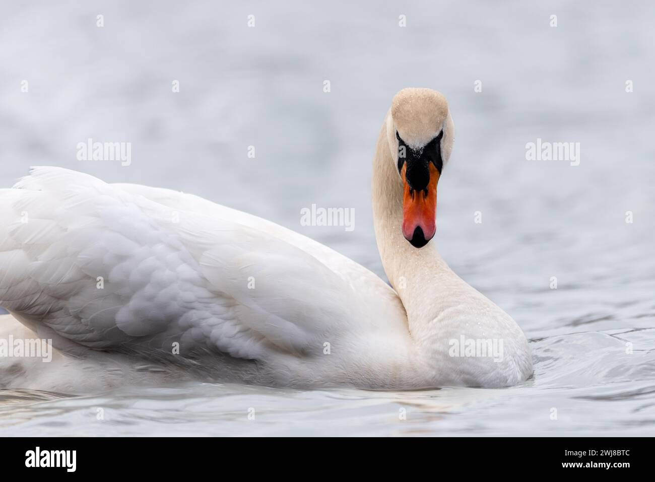 Adult Mute Swan playing coy. Stock Photo