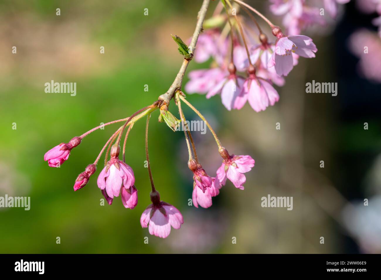 Close Up Prunus Subhirtella Autumnalis Rosea At Amsterdam The Netherlands 14-3-2024 Stock Photo