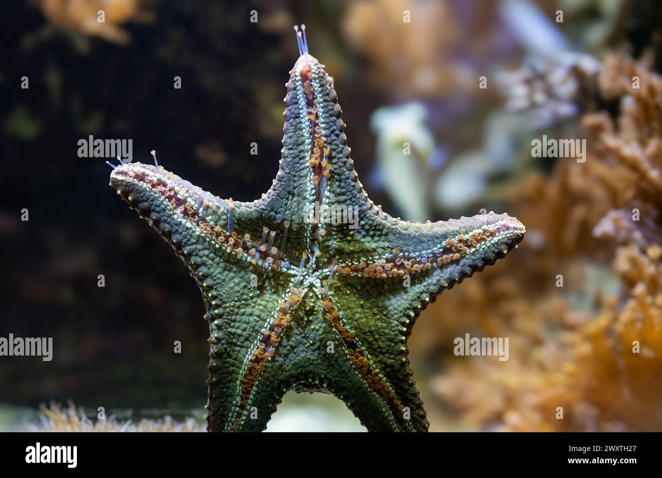 Underside of Sea Star Stock Photo