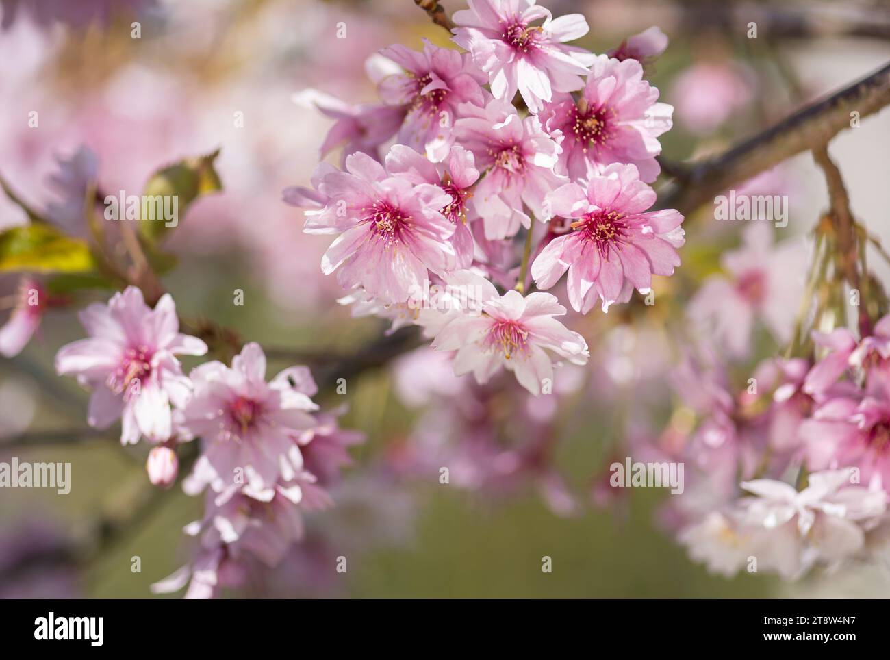 Winter Cherry Prunus subhirtella Autumnalis, sunlit blossom flowers in April Stock Photo