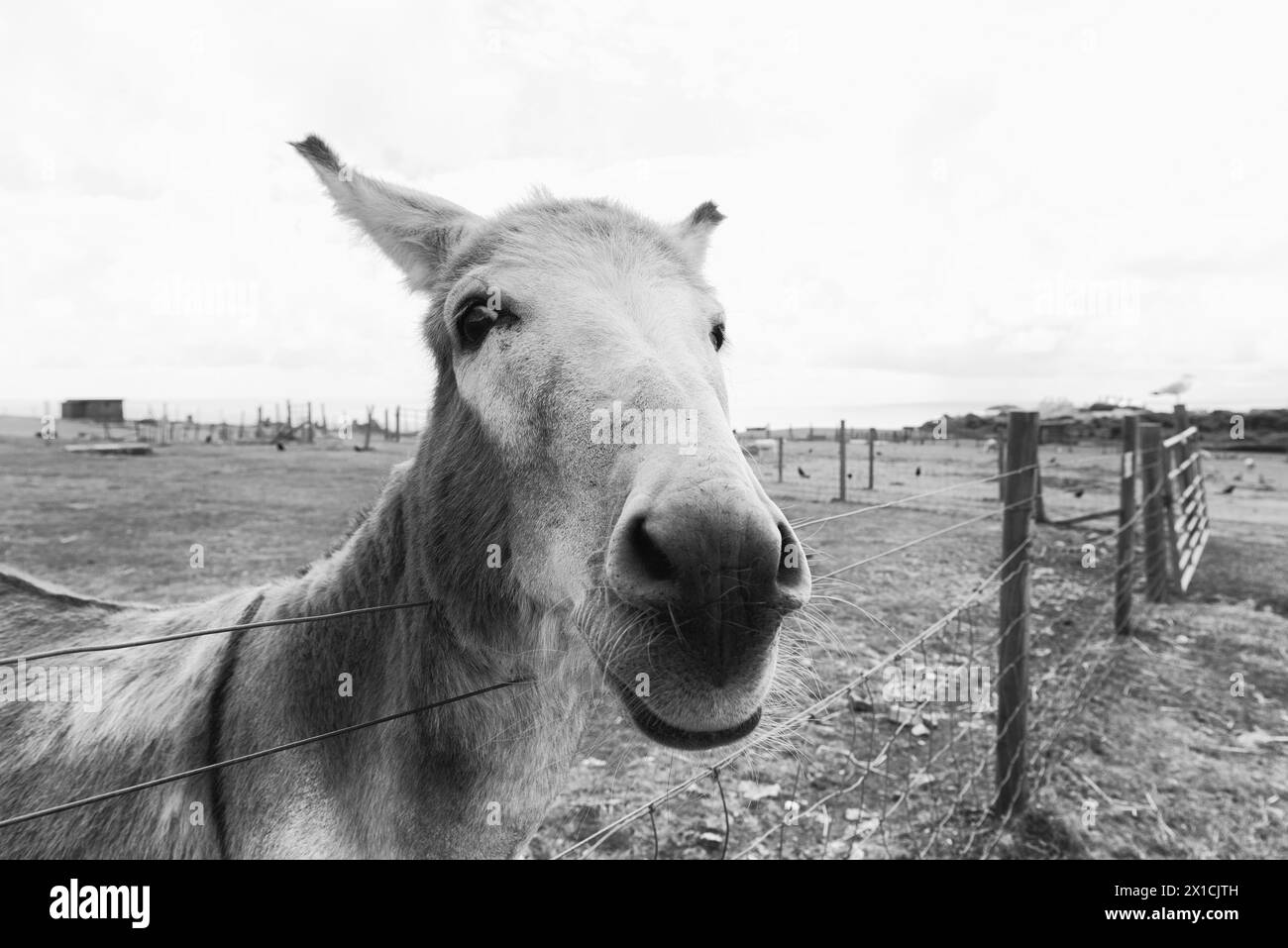 Close-up of a donkey Stock Photo