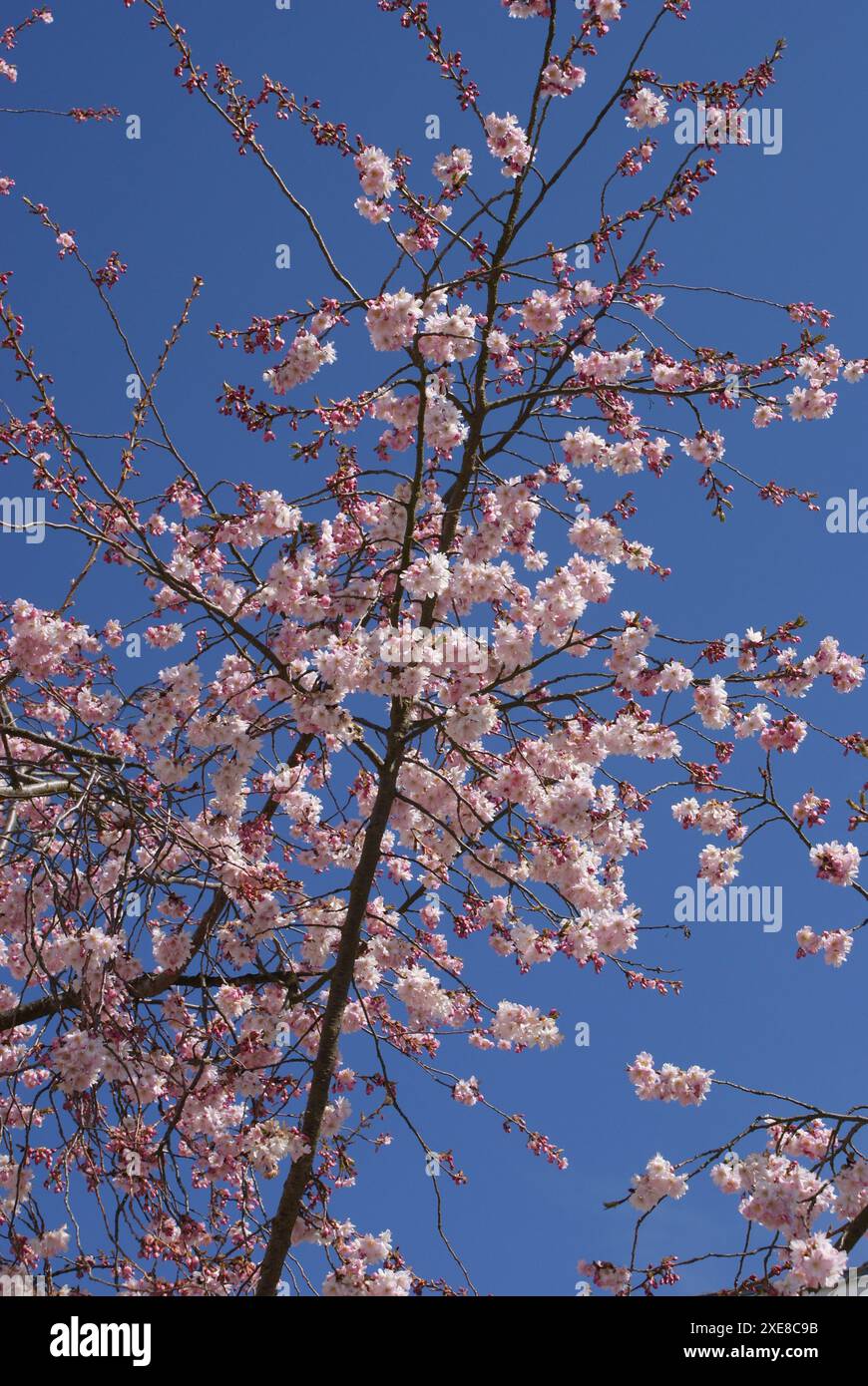 Prunus subhirtella Autumnalis, Winter flowering cherry Stock Photo