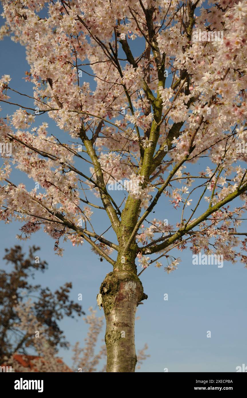 Prunus subhirtella, flowering cherry Stock Photo