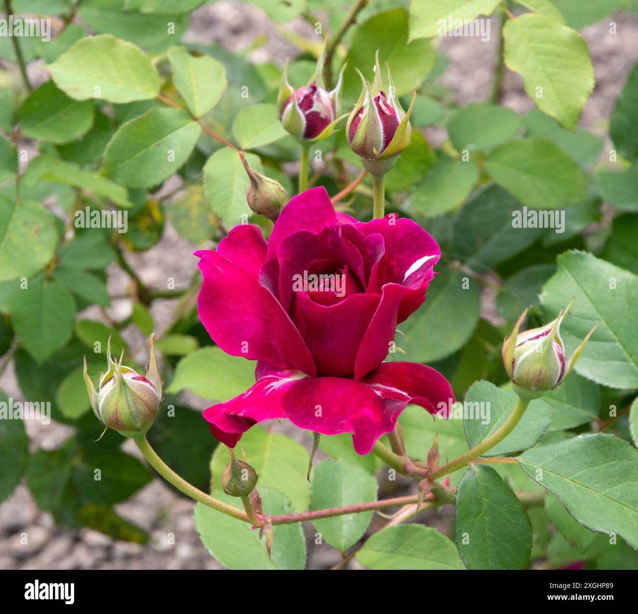 Rosa Falstaff opening bud Stock Photo