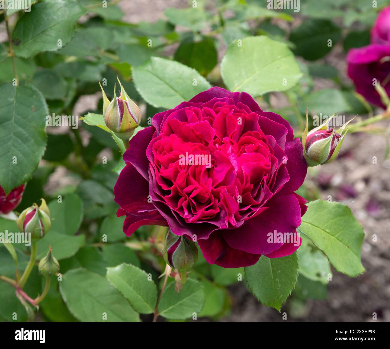 Rosa Falstaff Stock Photo