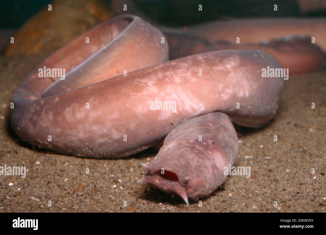 HAGFISH Stock Photo