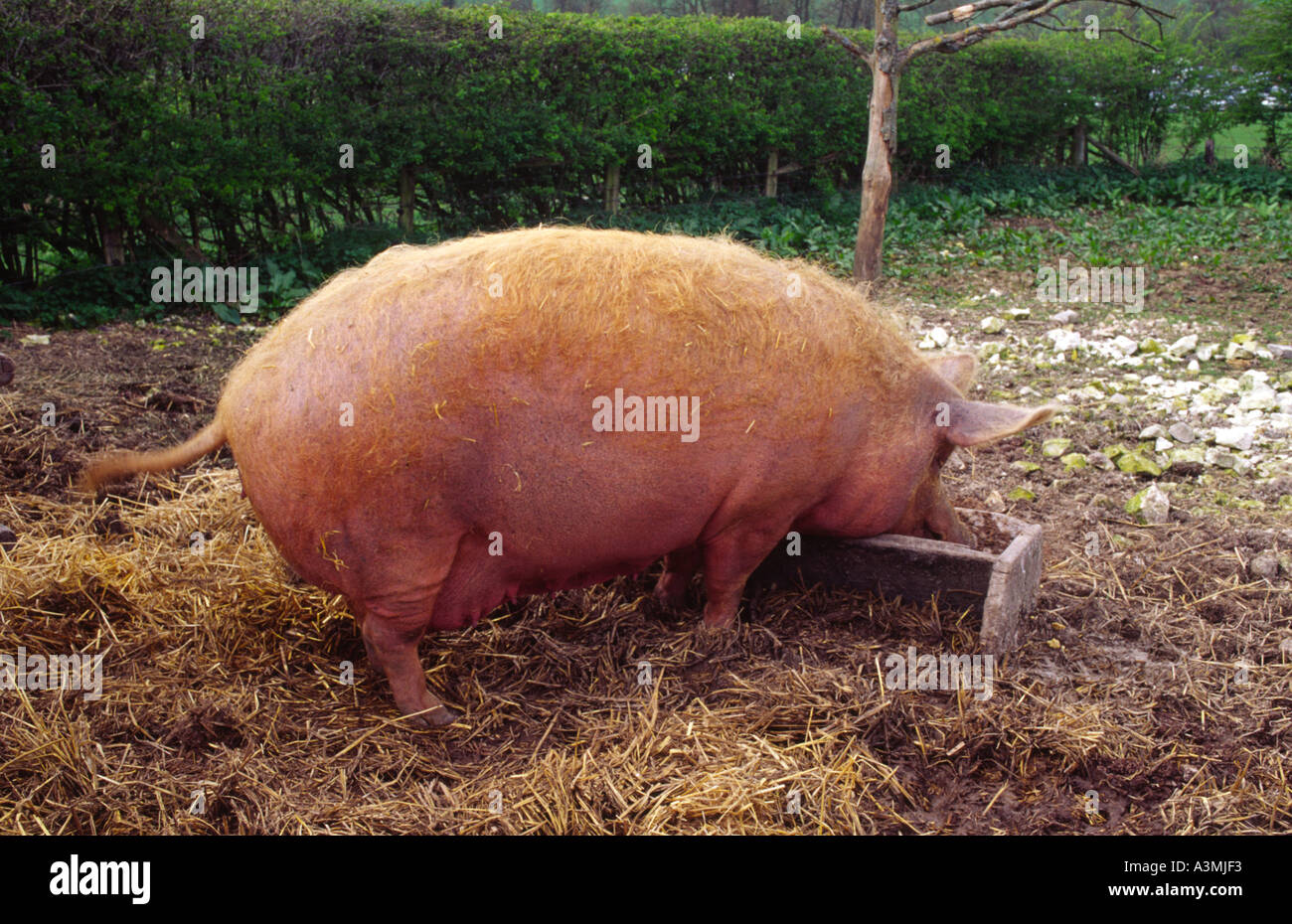 A big fat pig scoffing food Stock Photo