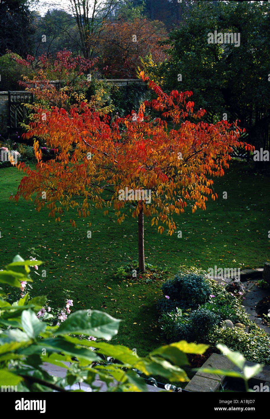 Prunus subhirtella Autumnalis Private Garden Oxfordshire Stock Photo