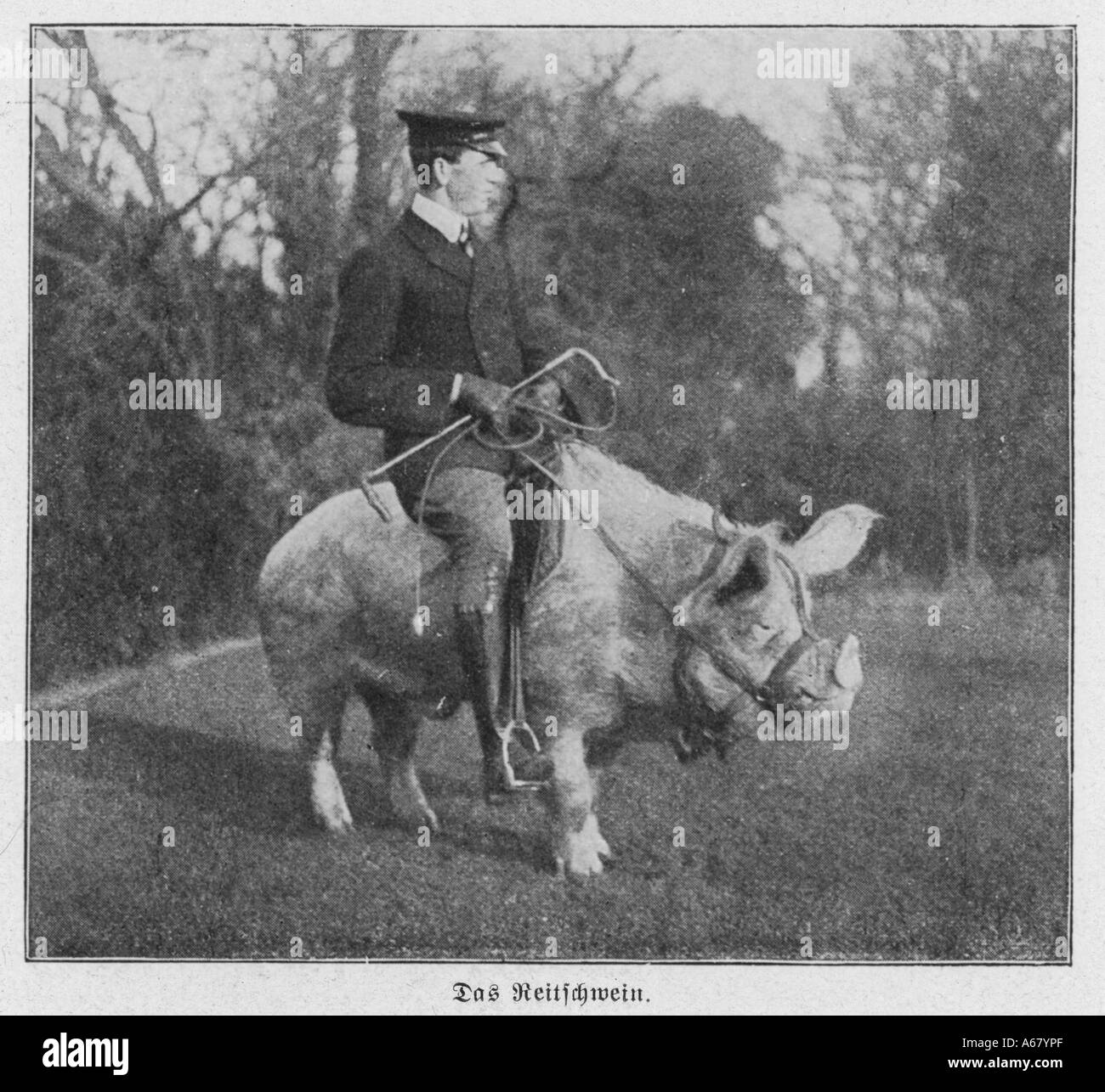 Man Riding Pig 1915 Stock Photo