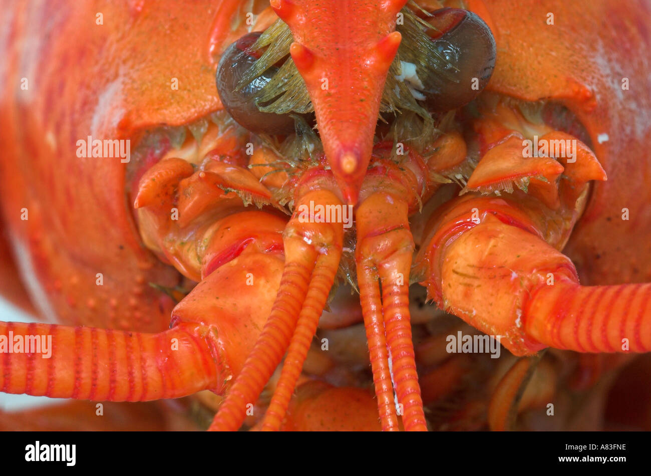 Face of a cooked lobster Stock Photo