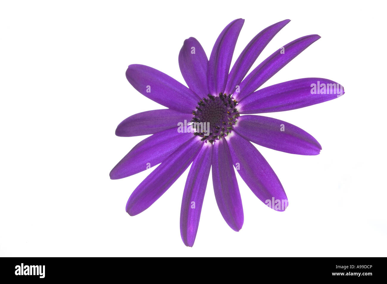 Flower Senetti Deep Blue isolated on white Stock Photo