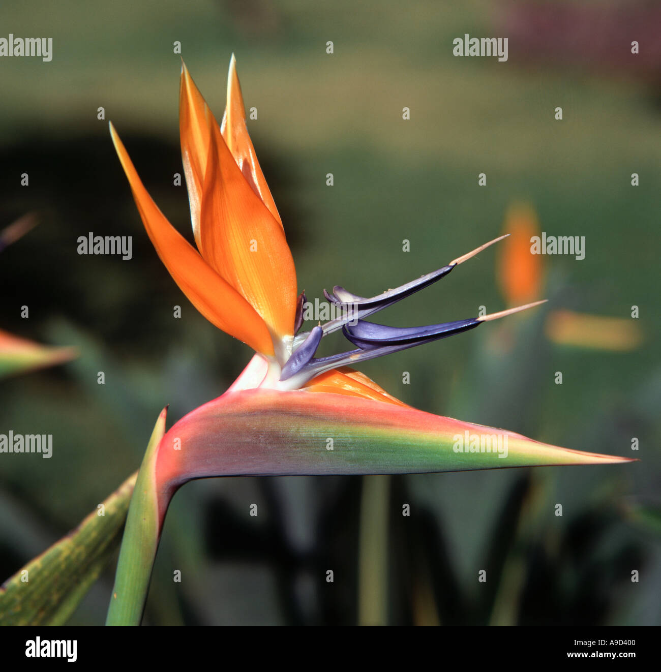 Bird of Paradise Flower (Strelitzia Reginae), Madeira, Portugal Stock Photo