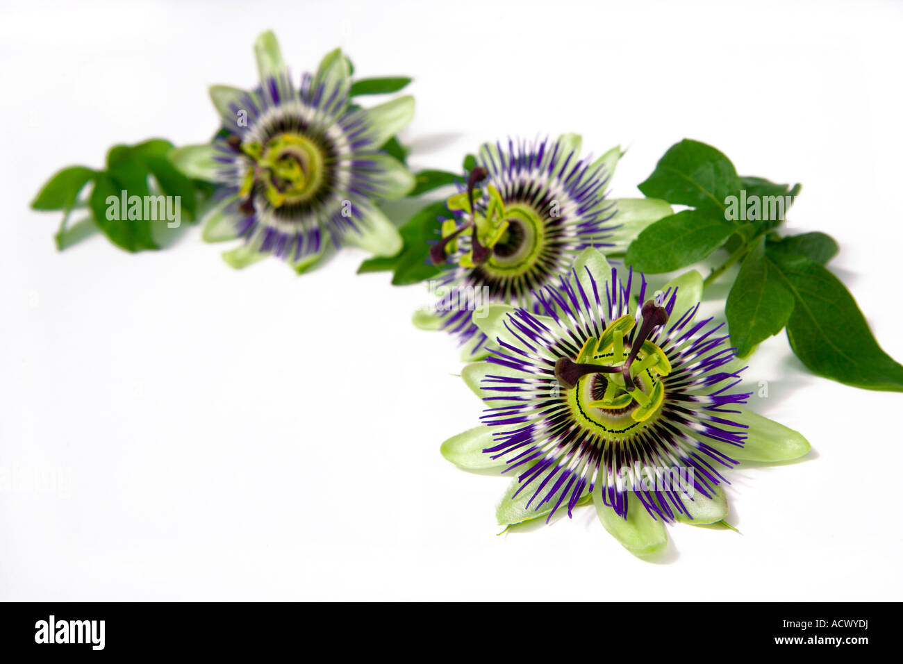 Passion flowers Stock Photo