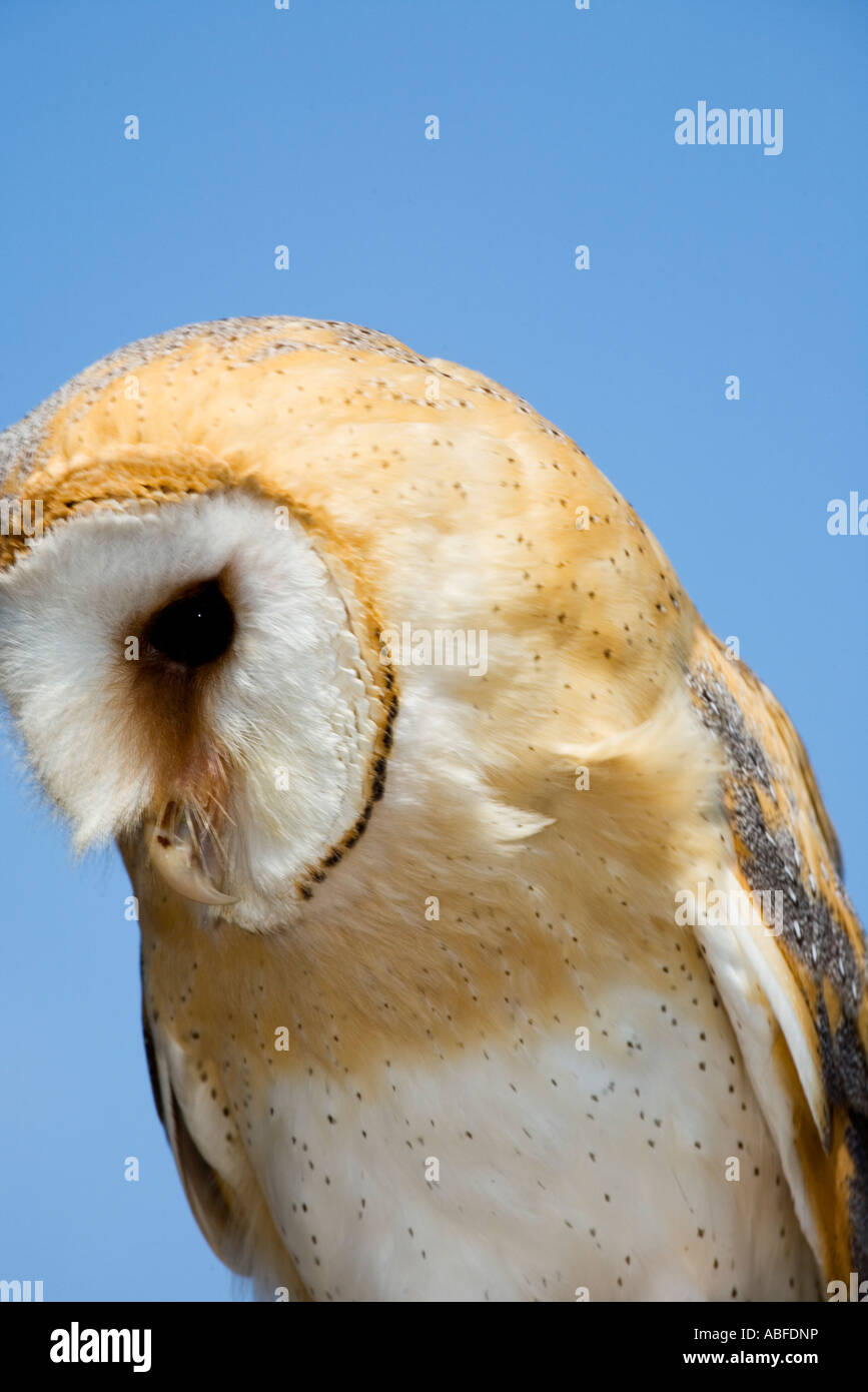 Barn Owl, Bird of prey Stock Photo