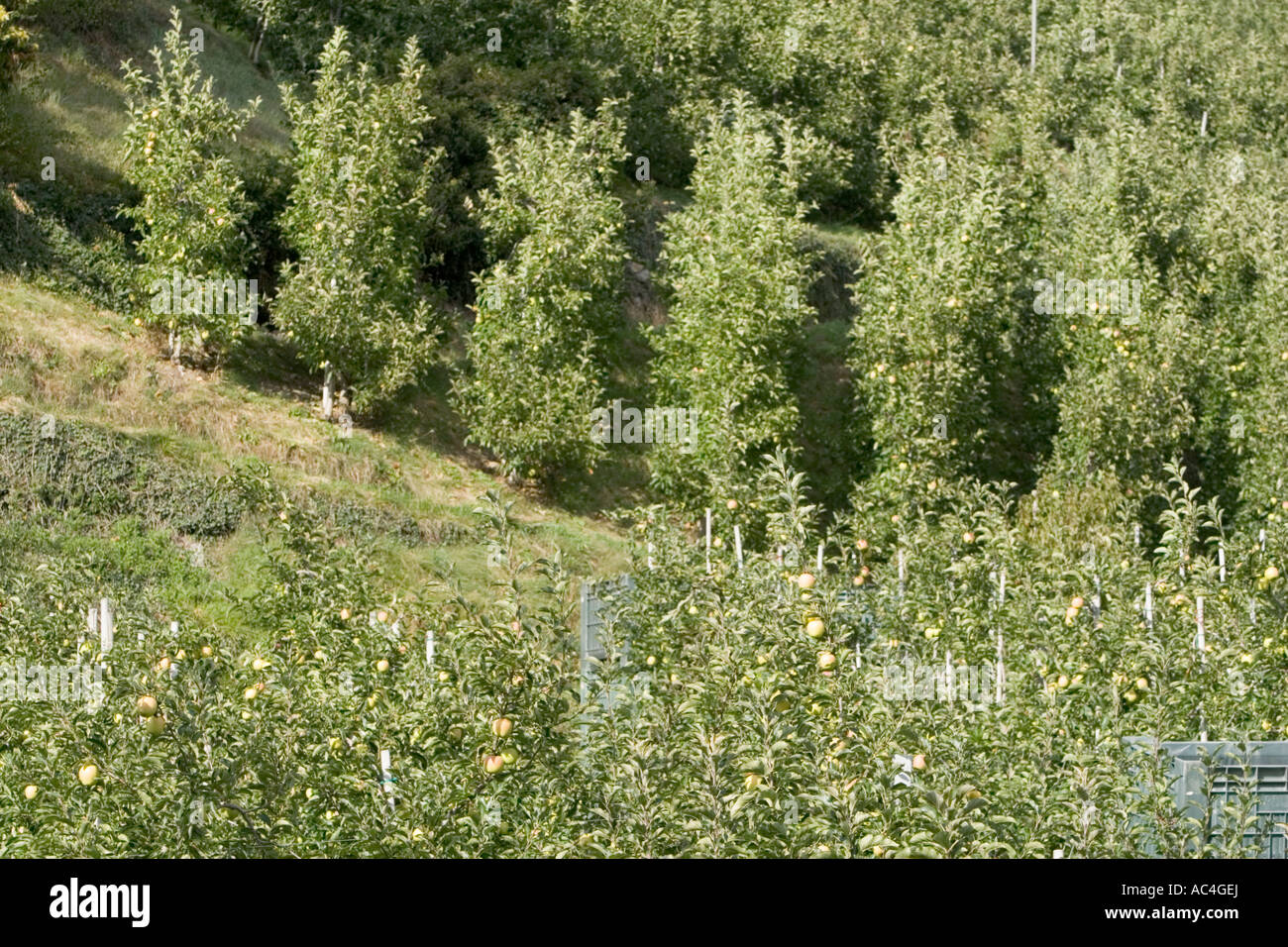 Rows of apple trees Stock Photo