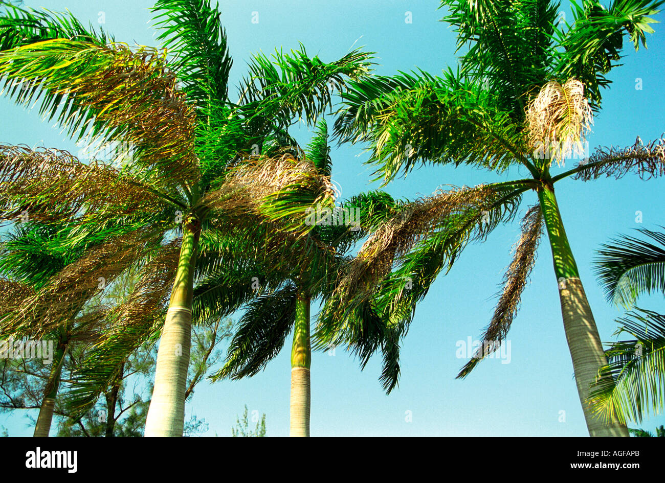 Palm trees in Jamaica Stock Photo