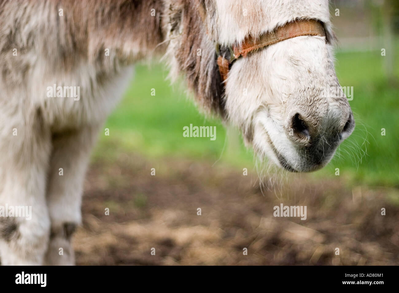 Donkey s nose Stock Photo