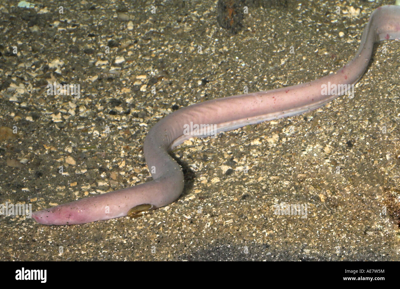 hagfish (Myxine glutinosa) Stock Photo