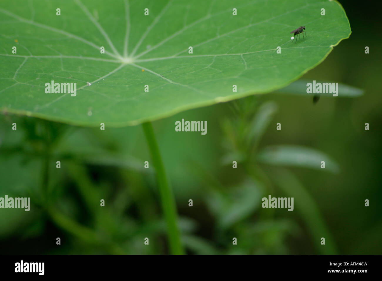 Fly on leaf of Nasturtium Stock Photo