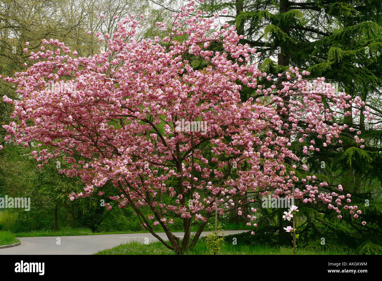 Prunus subhirtella 'Autumnalis' Stock Photo