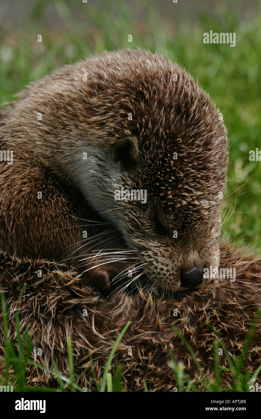 Otter, Lutra lutra Stock Photo