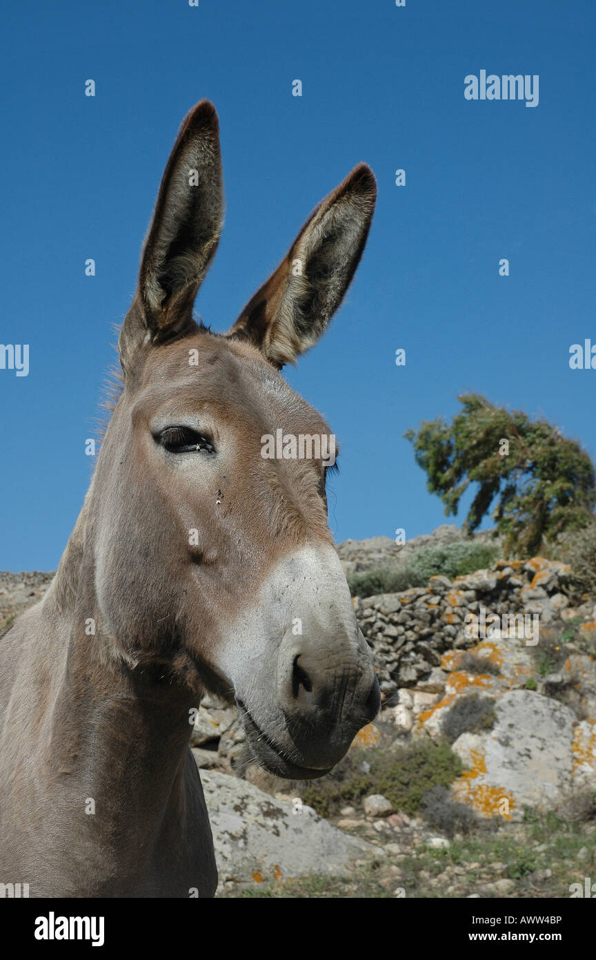 Donkey Stock Photo