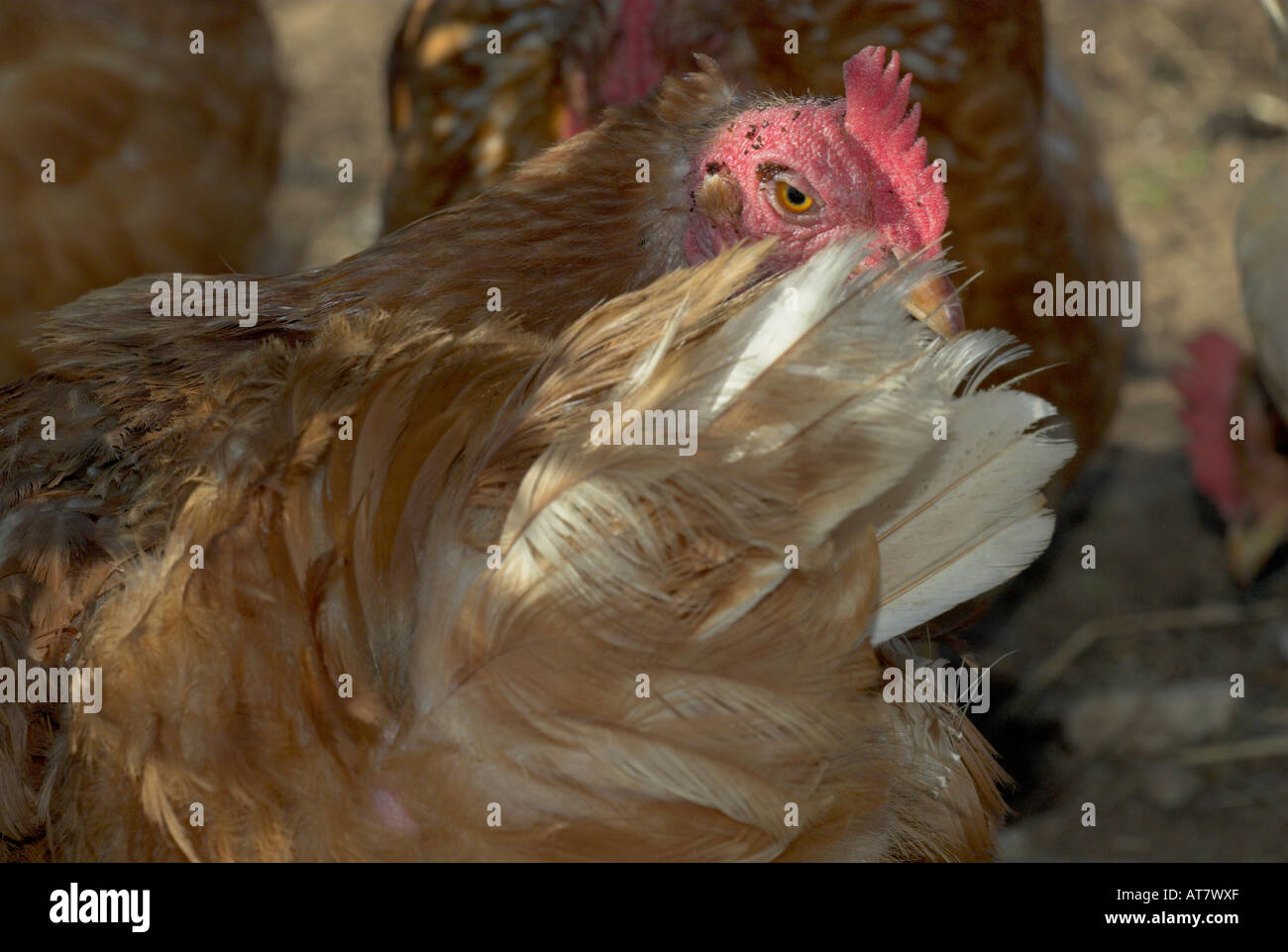 African chicken Stock Photo