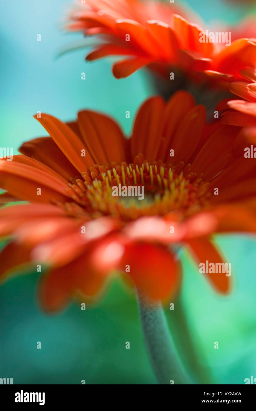 Orange Gerberas flowers Stock Photo