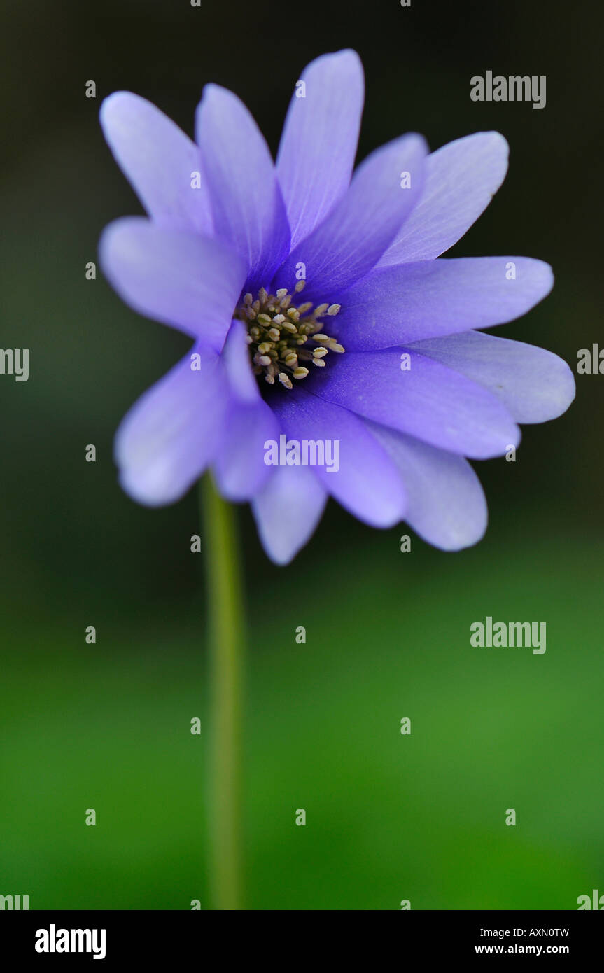 Wild Blue Flower Stock Photo