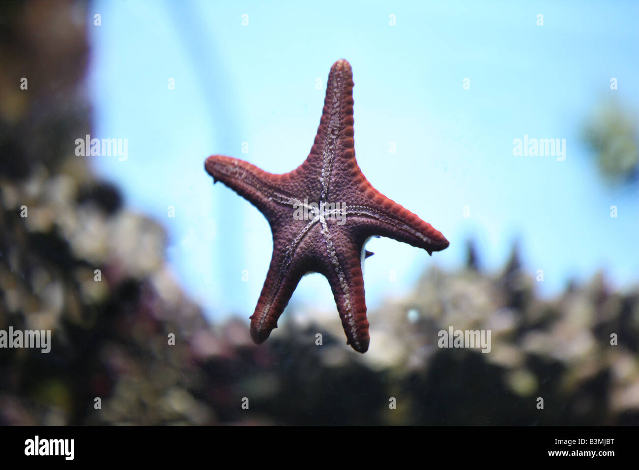 Starfish on the glass Stock Photo