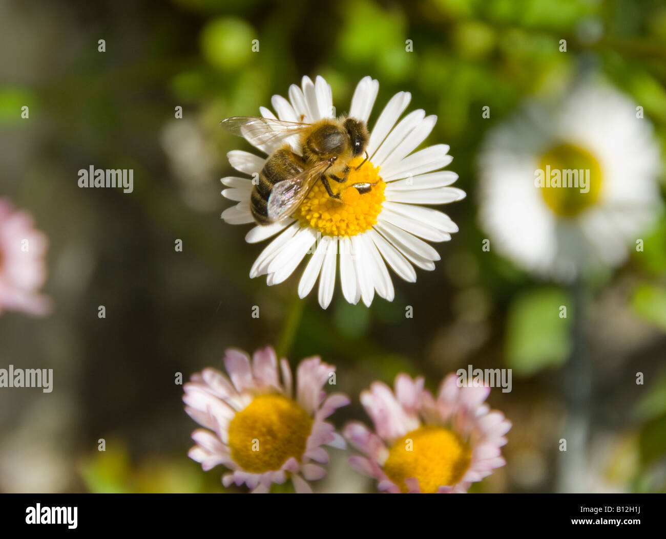 A Bee on a daisy flower collecting pollen Stock Photo