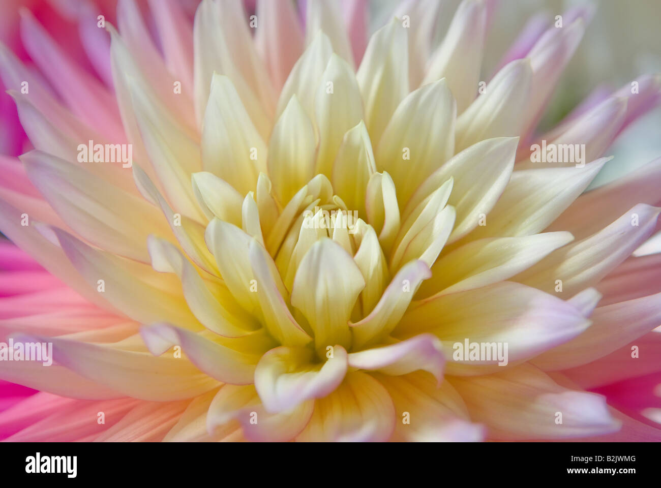 beautiful dahlia flower in all its splendour Stock Photo