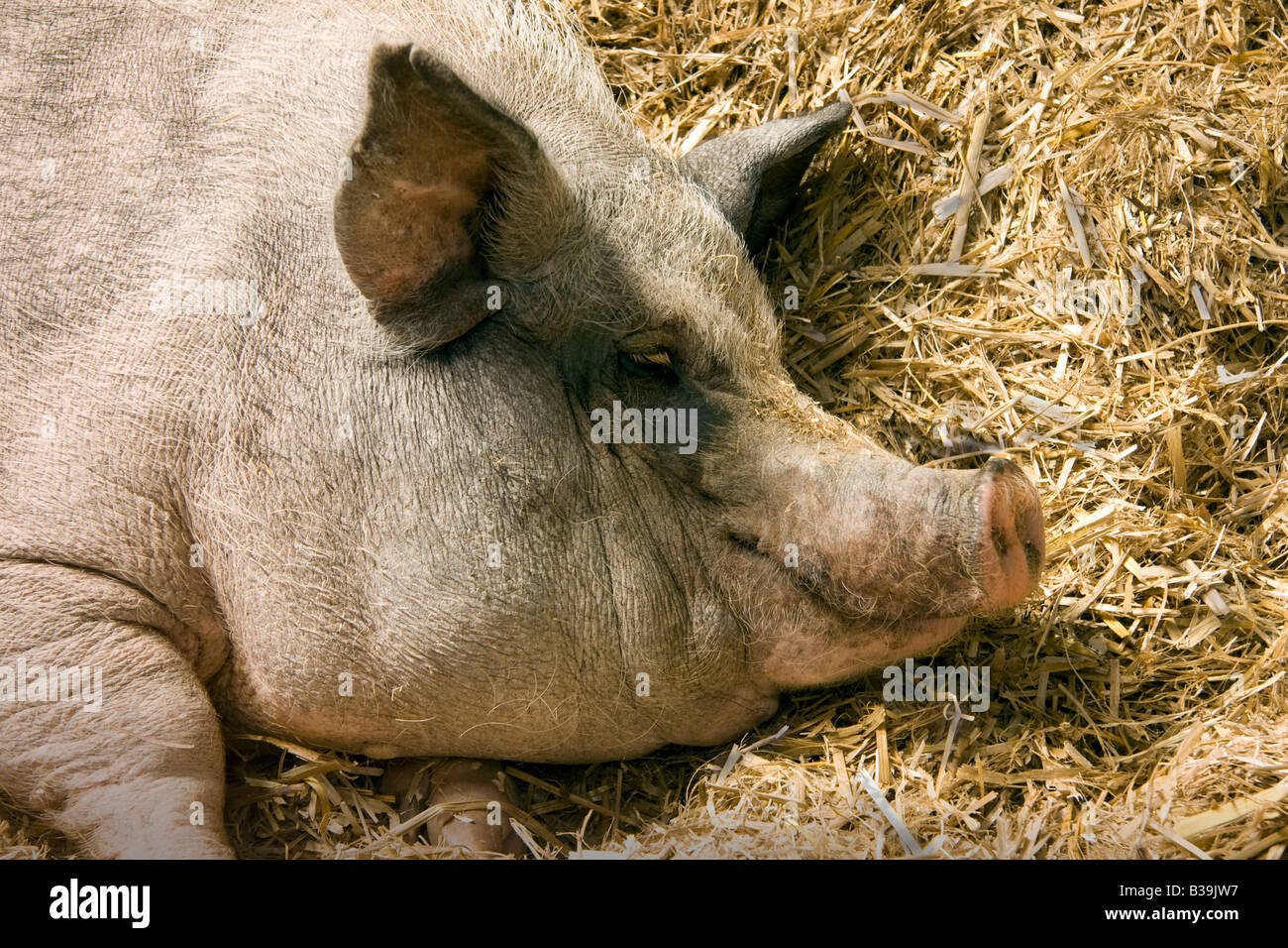 Fat Pig Lying on Straw Stock Photo