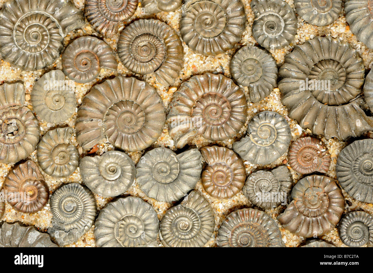 Iron pyrite ammonites Stock Photo