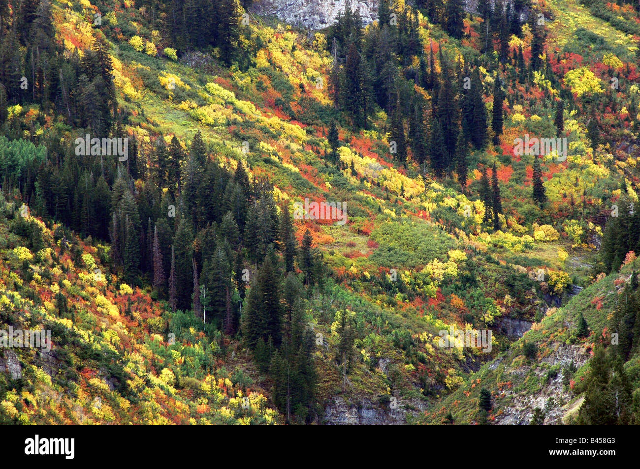 fall trees changing colors Stock Photo