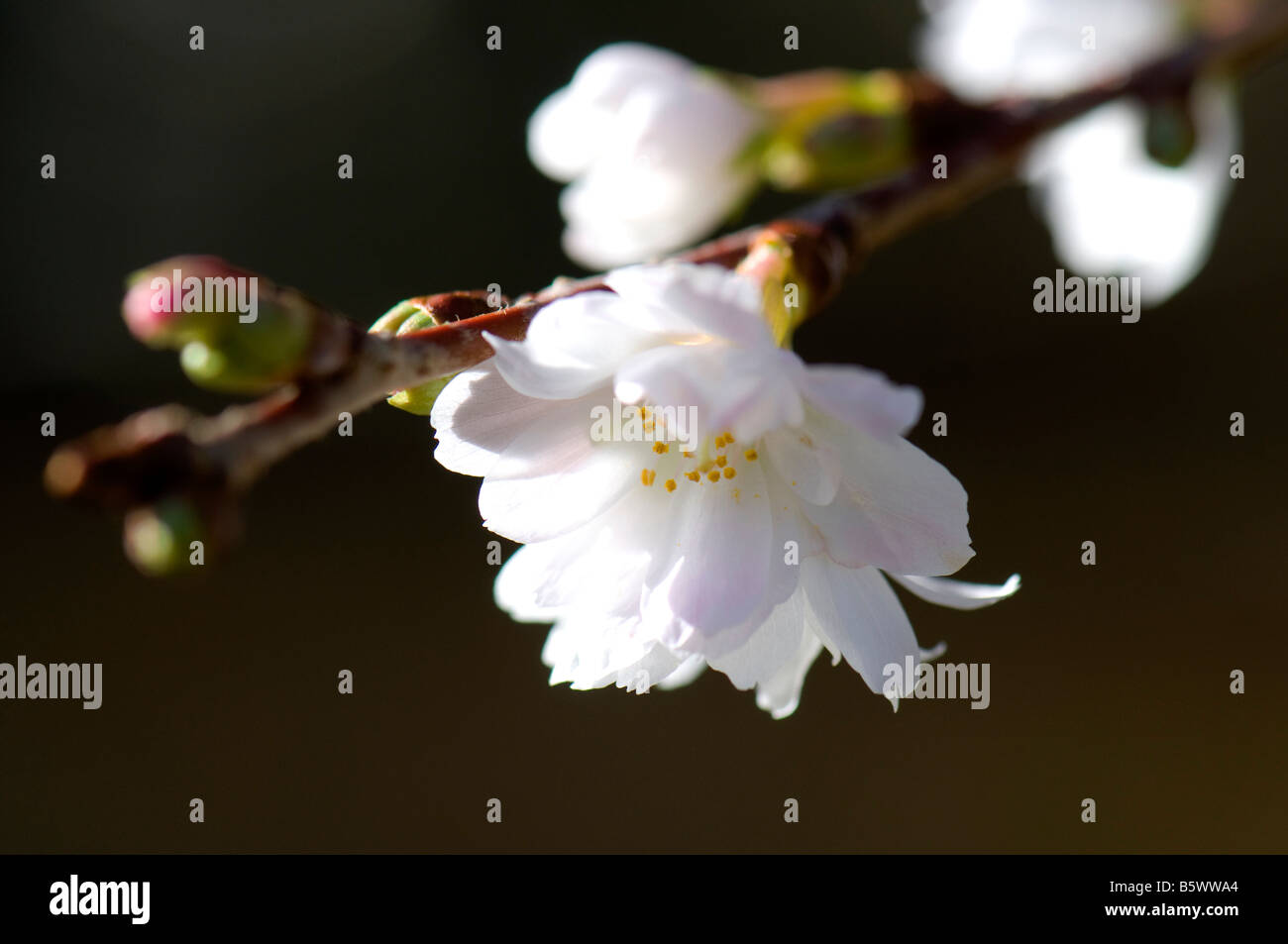 Prunus Subhirtella Autumnalis Stock Photo