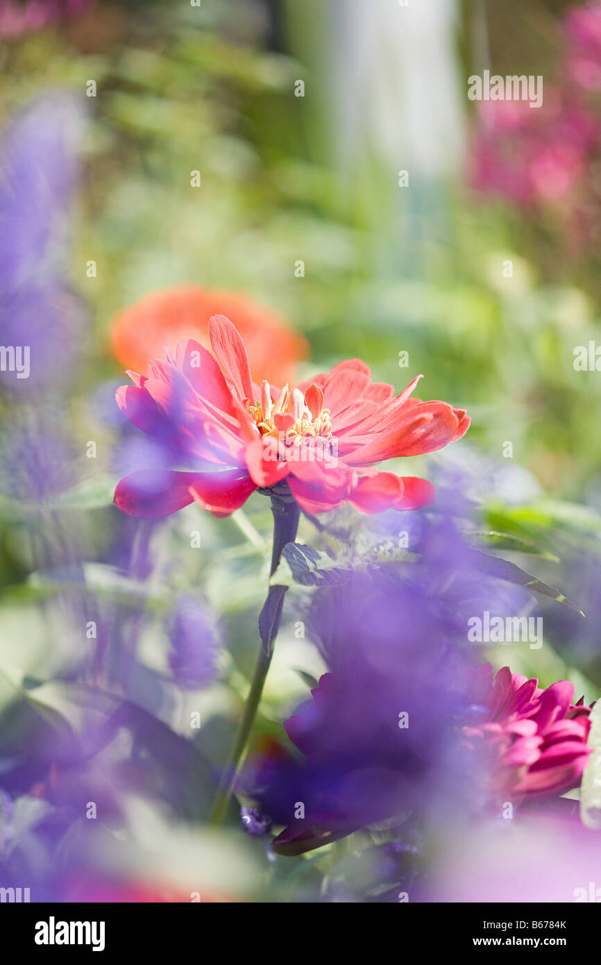 Close up of flowers Stock Photo