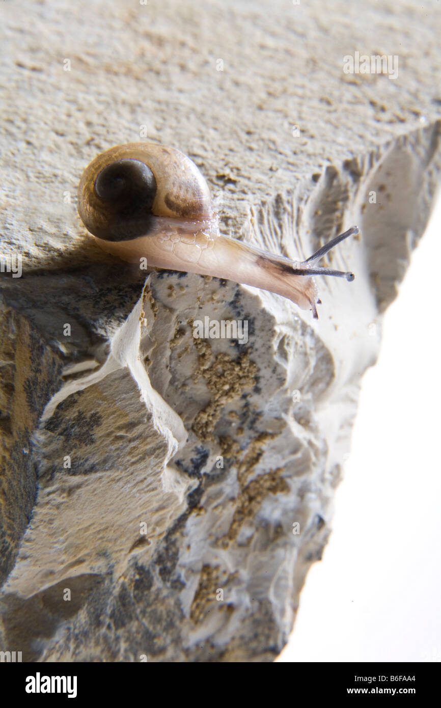 Young snail crawling on a rock Stock Photo