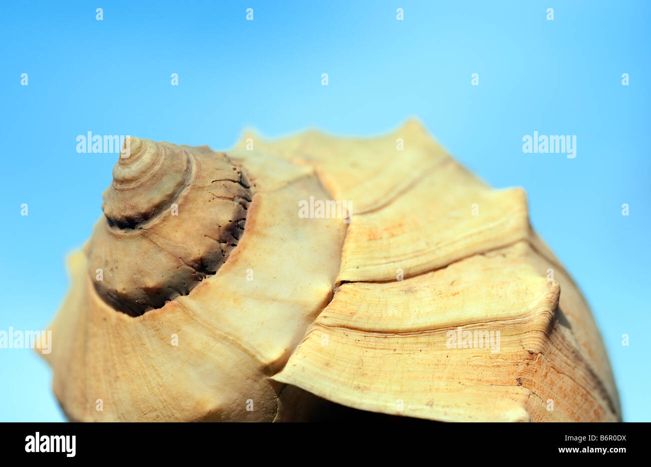 Mollusk shell Stock Photo