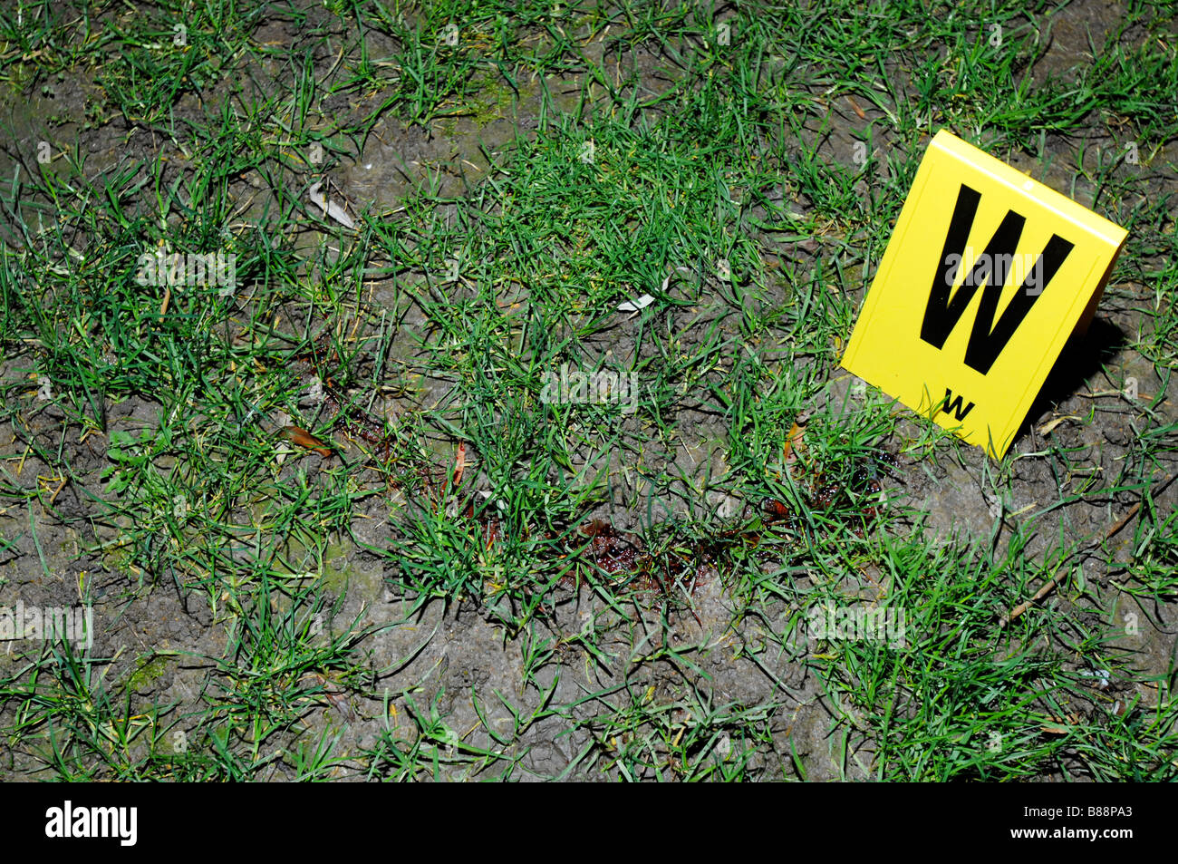 Blood trail on grass Stock Photo