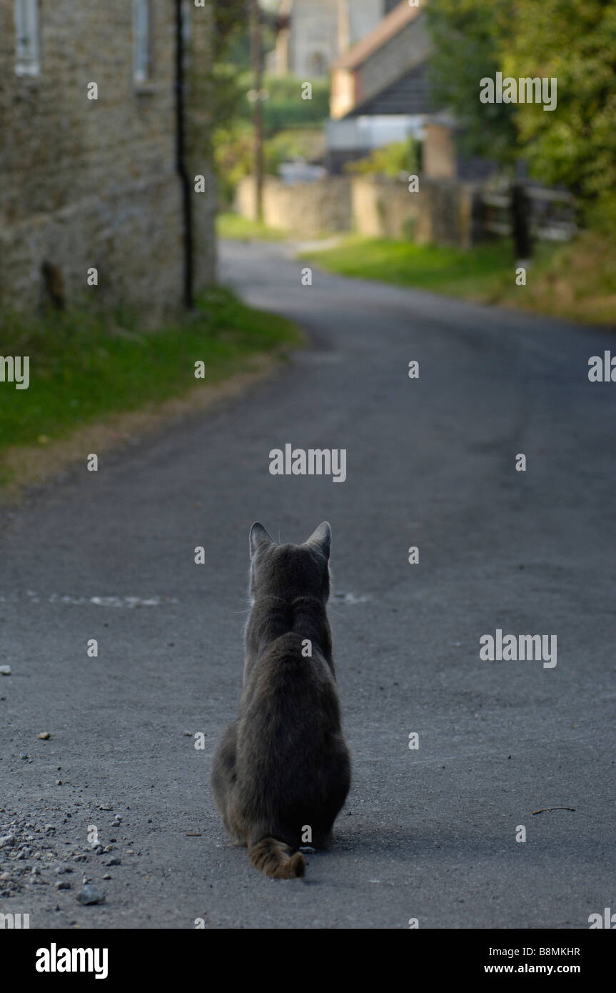 Cat sitting in a road Stock Photo